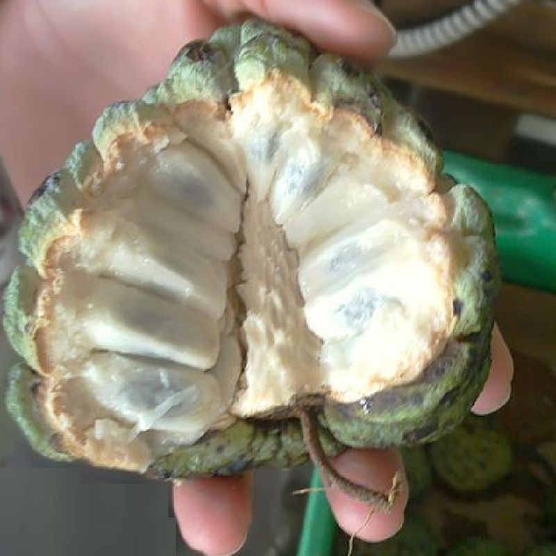 atis fruit rare fruits atis fruit rare fruits